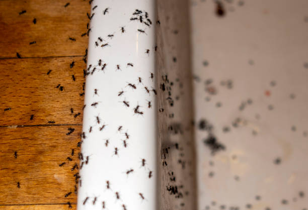 Best Pest Control for Homes  in USA